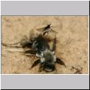 Andrena vaga - Weiden-Sandbiene -05- w19 13mm mit Faecherfluegler 5 mm.jpg
